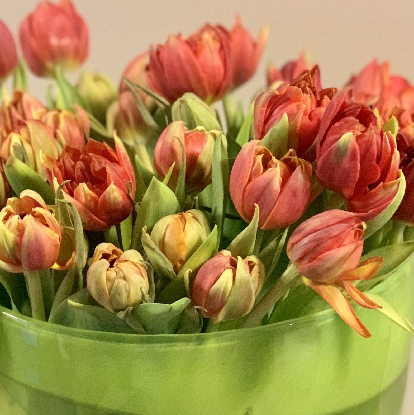 Zo houd je tulpen langer mooi!